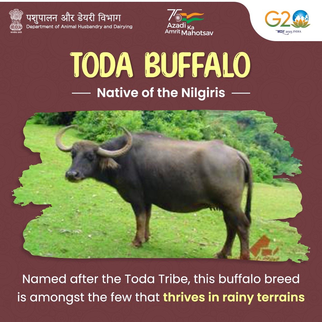 Dept_of_AHD's tweet photo. Todas are an ancient pastoralist tribe native to the Nilgiris mountains 🏔, known for rearing and conserving this unique buffalo breed! 🐃

#AnimalHealth #AnimalWealth #LivestockWealth https://t.co/DdOsaoaK32