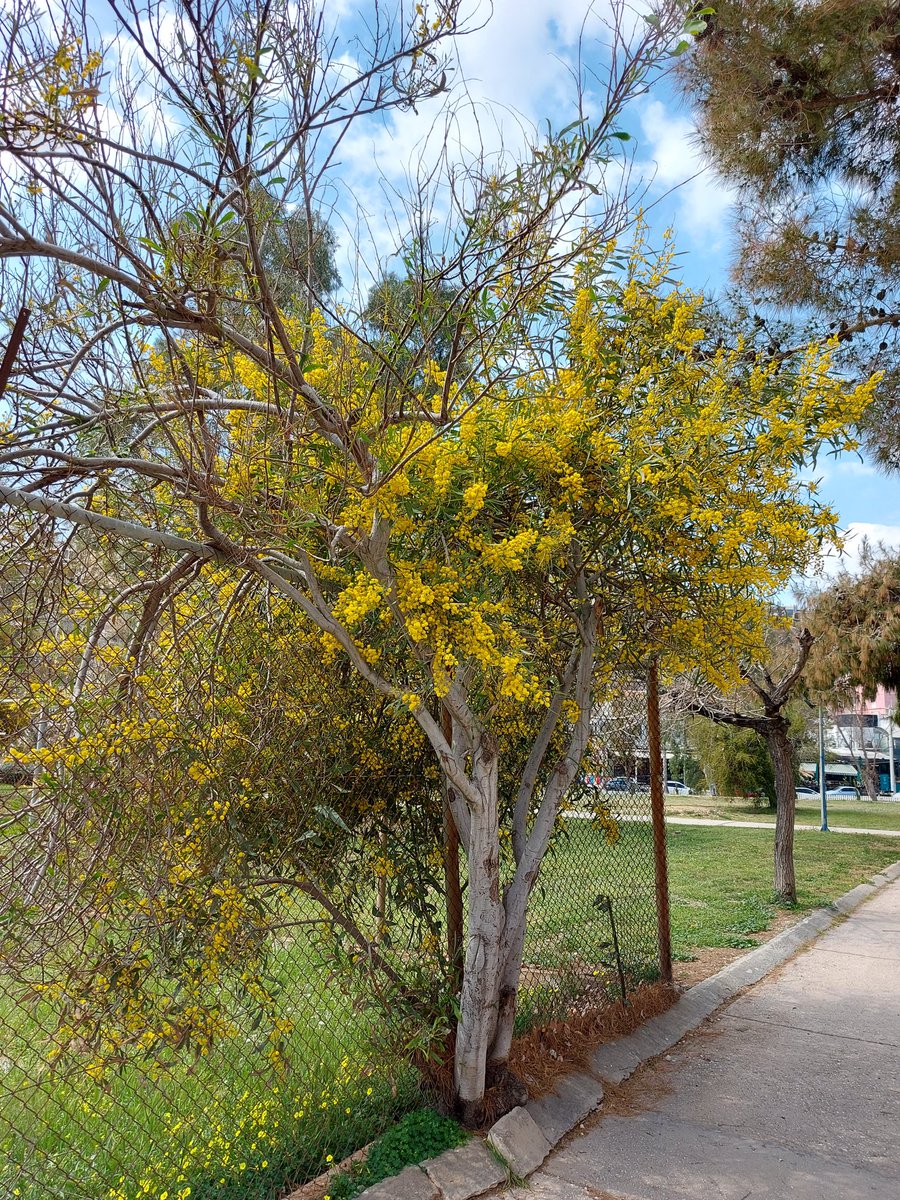 megpanos's tweet photo. Πειραιάς, Νέο Φάληρο. Acacia dealbata (Μιμόζα Νίκαιας) #greece #spring #attica #piraeus #neofaliro #plant #plants #tree #trees #acacia #acaciadealbata #bluesky #clouds https://t.co/i1R9YQpEG8