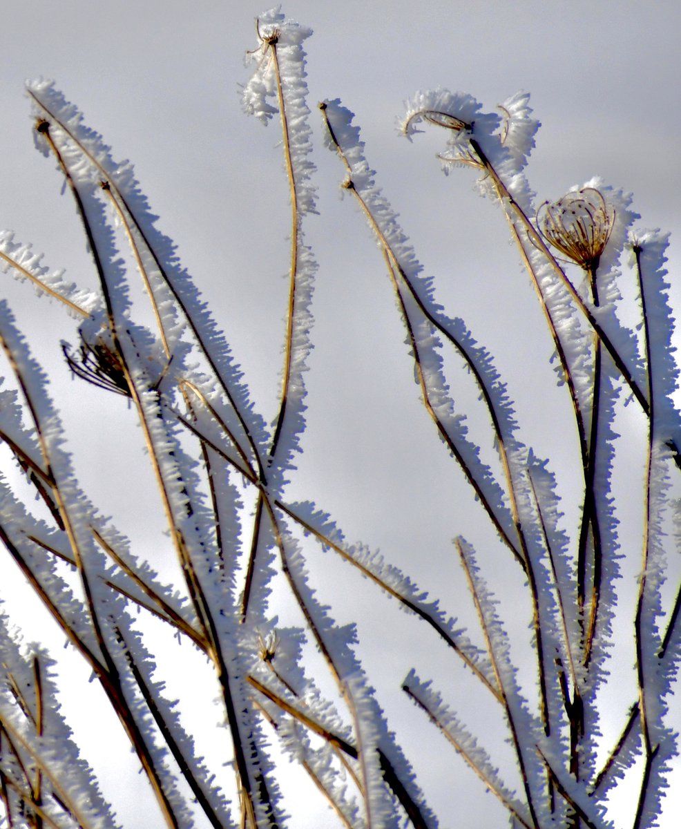 SourisWildlife's tweet photo. Great photos of rose hips and Queen Anne's lace covered in hoar frost, courtesy of Isobel Fitzpatrick.
❄️❄️❄️☀️✨😊
#GetOutdoors #NaurePhotography #SpringOnPEI https://t.co/cS3K4nnMFT