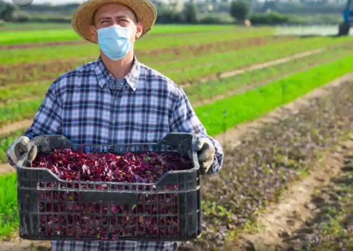 AnthonyUdem's tweet photo. 🌾 Happy National Farm Workers Day! 🌾 Let's appreciate the hardworking labor force behind our fresh produce. At #Lonasctech, we empower farm workers for a thriving agriculture industry and promote social justice. #Innovation_for_a_better_future 👩🌾👨🌾🚜🌱🍅🌽 #SupportFarmWorkers https://t.co/a55bm8DNi2