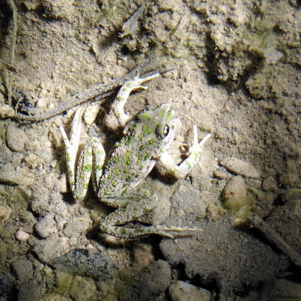 xarxadeparcs's tweet photo. 👏 Reapareix la granoteta de punts (Pelodytes punctatus), l'amfibi més escàs del Parc Natural de Sant Llorenç del Munt i l'Obac, 11 anys després 👇
🆕 https://t.co/Ak4isOA7k5
📸 Eudald Pujol Buxó / @soccatherp
#ConservacióBiodiversitat #ParcSantLlorenç https://t.co/Ld6PlvXpFm