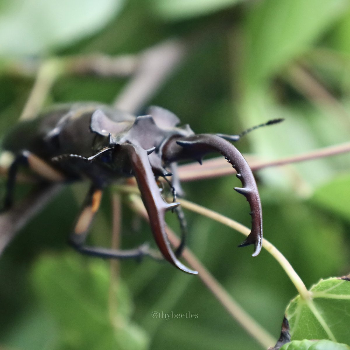 THYbeetles's tweet photo. Lucanus formosanus
臺灣深山鍬形蟲
-
桃園｜復興（Fuxing District） https://t.co/6R7Q76wYZa