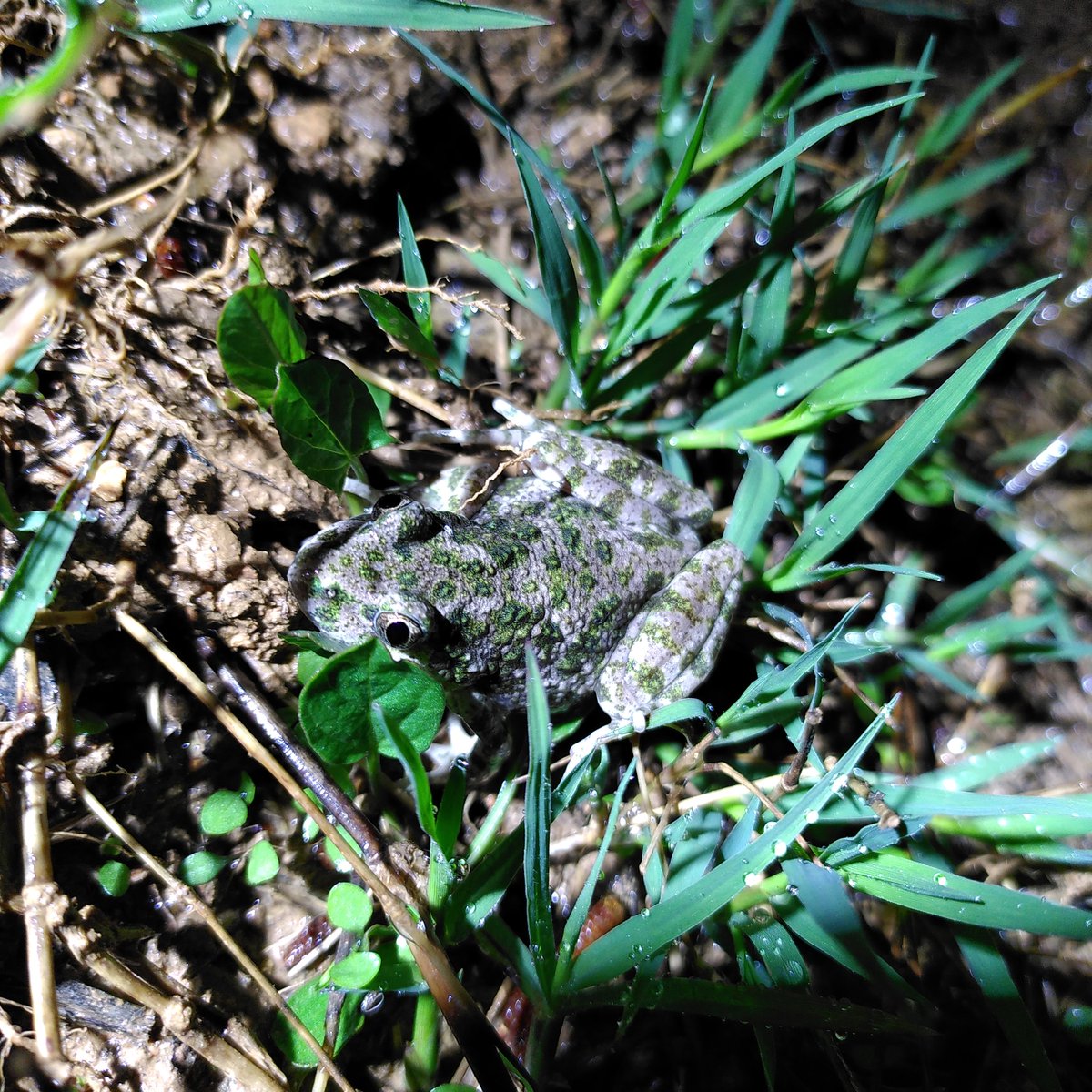 xarxadeparcs's tweet photo. 👏 Reapareix la granoteta de punts (Pelodytes punctatus), l'amfibi més escàs del Parc Natural de Sant Llorenç del Munt i l'Obac, 11 anys després 👇
🆕 https://t.co/Ak4isOA7k5
📸 Eudald Pujol Buxó / @soccatherp
#ConservacióBiodiversitat #ParcSantLlorenç https://t.co/Ld6PlvXpFm