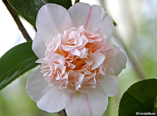 Fiori&Foglie - Tgcom24 tweet media