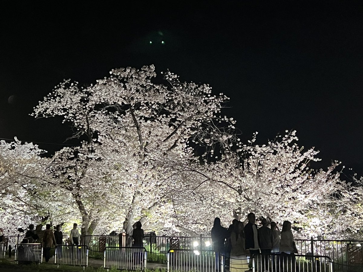 名古屋市内 山崎川の夜桜