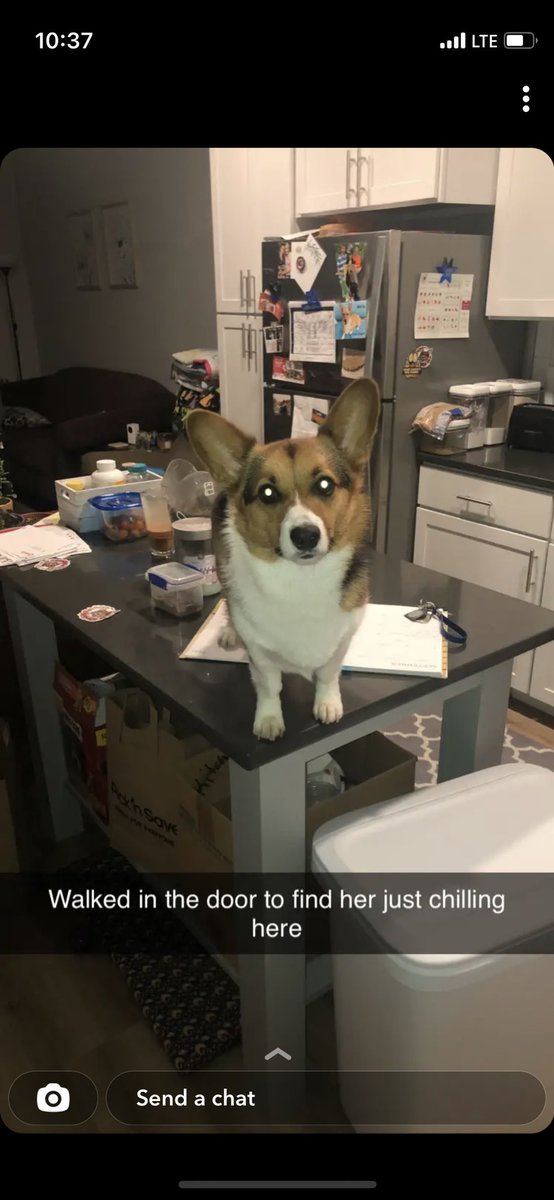 mquin24's tweet photo. @lasrina These little shits will test your patience daily, but she’s MY little shit ❤️ https://t.co/nqDN45N3C8