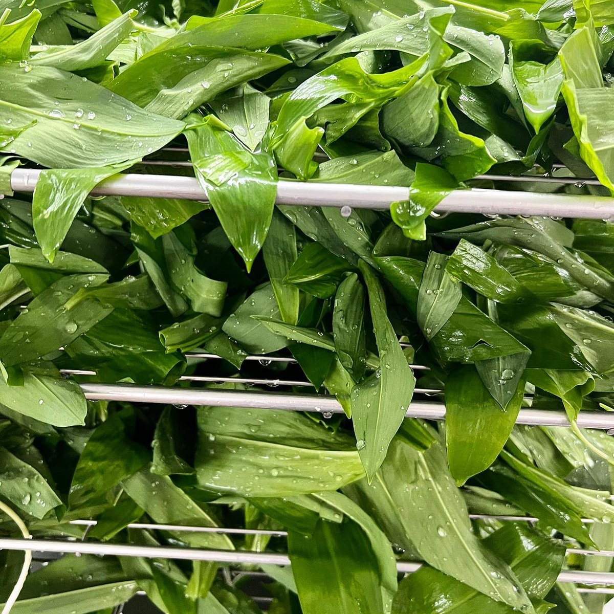 Thebook_bucket's tweet photo. WILDE is BACK! 🍃

Spring is here and our much loved soft cheese made with locally sourced wild garlic leaves is in stock and available to buy! 

If you are a chef and planning your Easter or Spring menus, do get in touch. 

#wildgarlic #spring #cheese #cranborne #limitededition https://t.co/PZ3O3Qnq8h