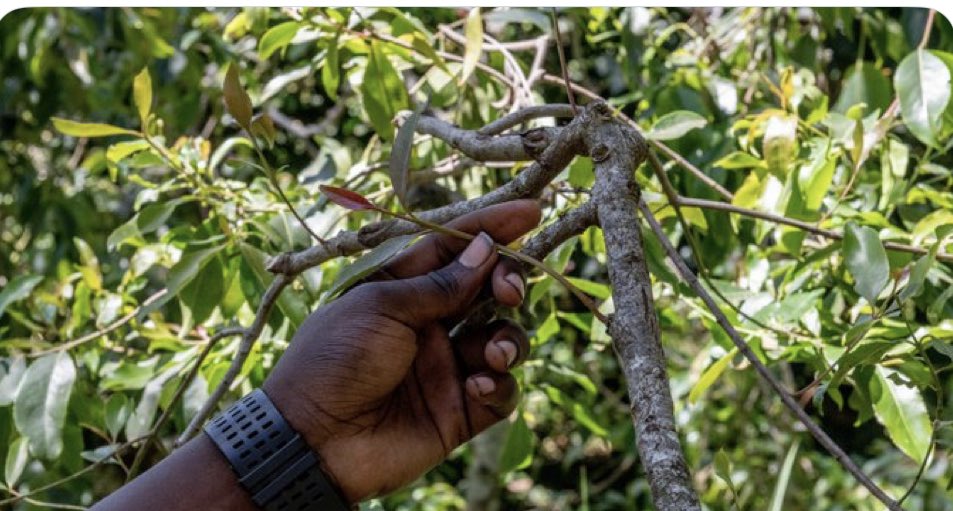 Kenyan khat farmers say they need aid to keep growing the stimulant prized across East Africa and parts of the Middle East 👇