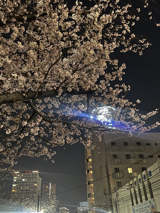 花の命は短くて…ワイの鼻毛は超ロング      byeバカボンのパパ 