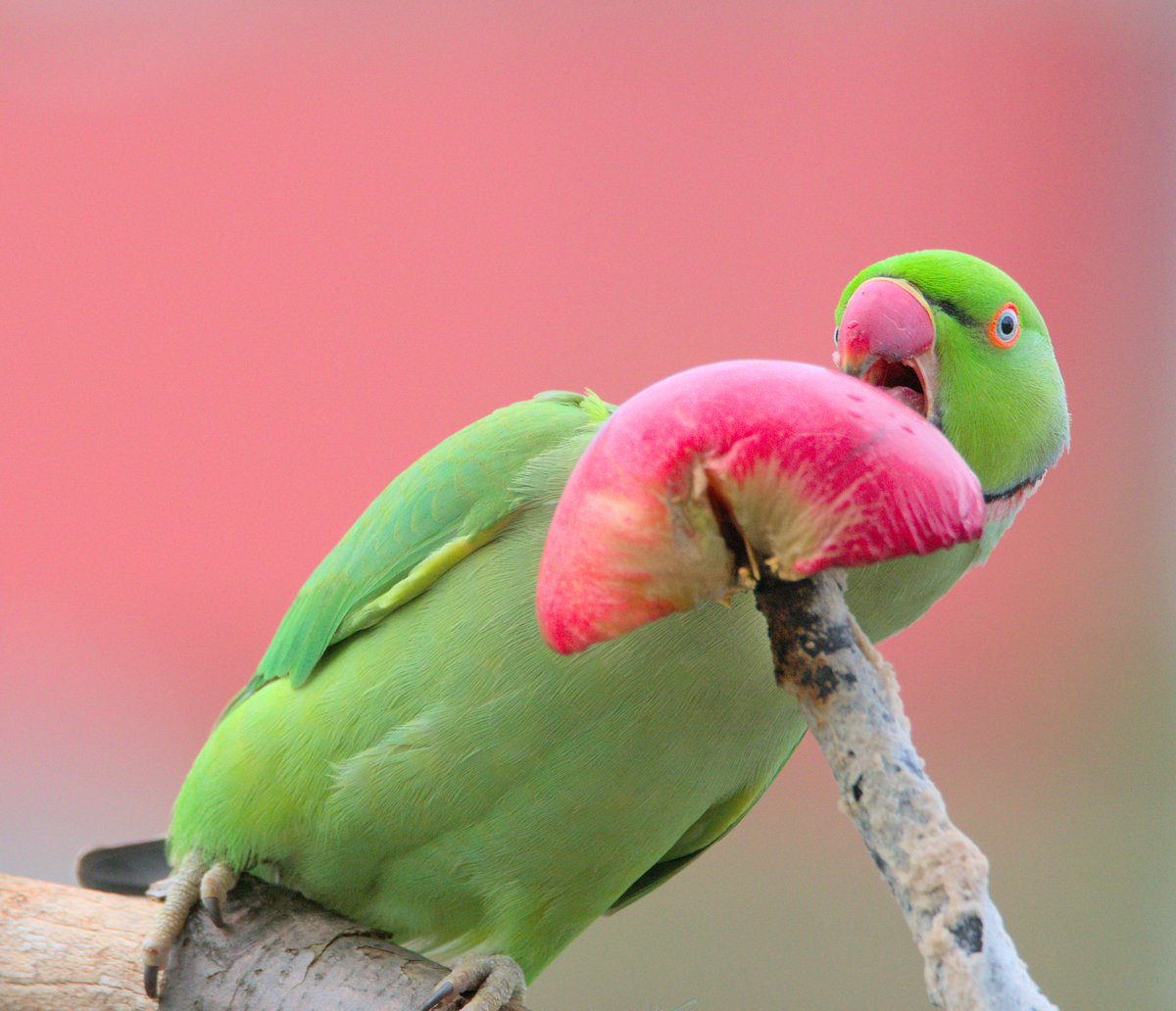 @admired_art @RayStill1 Daily #wildlife visitor to #mybackyard -🍎🦜 Rose-ringed Parakeet (from wild, feral population) giving us health advice: an apple a day... 

#birds #parrot #backyardbirds #birdphotography #birding #birdwatching #backyardwildlife #ShutterSpotlight