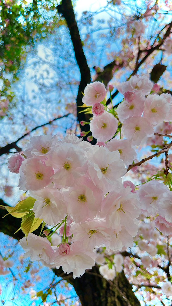 「ソメイヨシノが終わりかけて、八重が咲きはじめてて本格的に春が来た!!って感じる 」|Chico🍎のイラスト