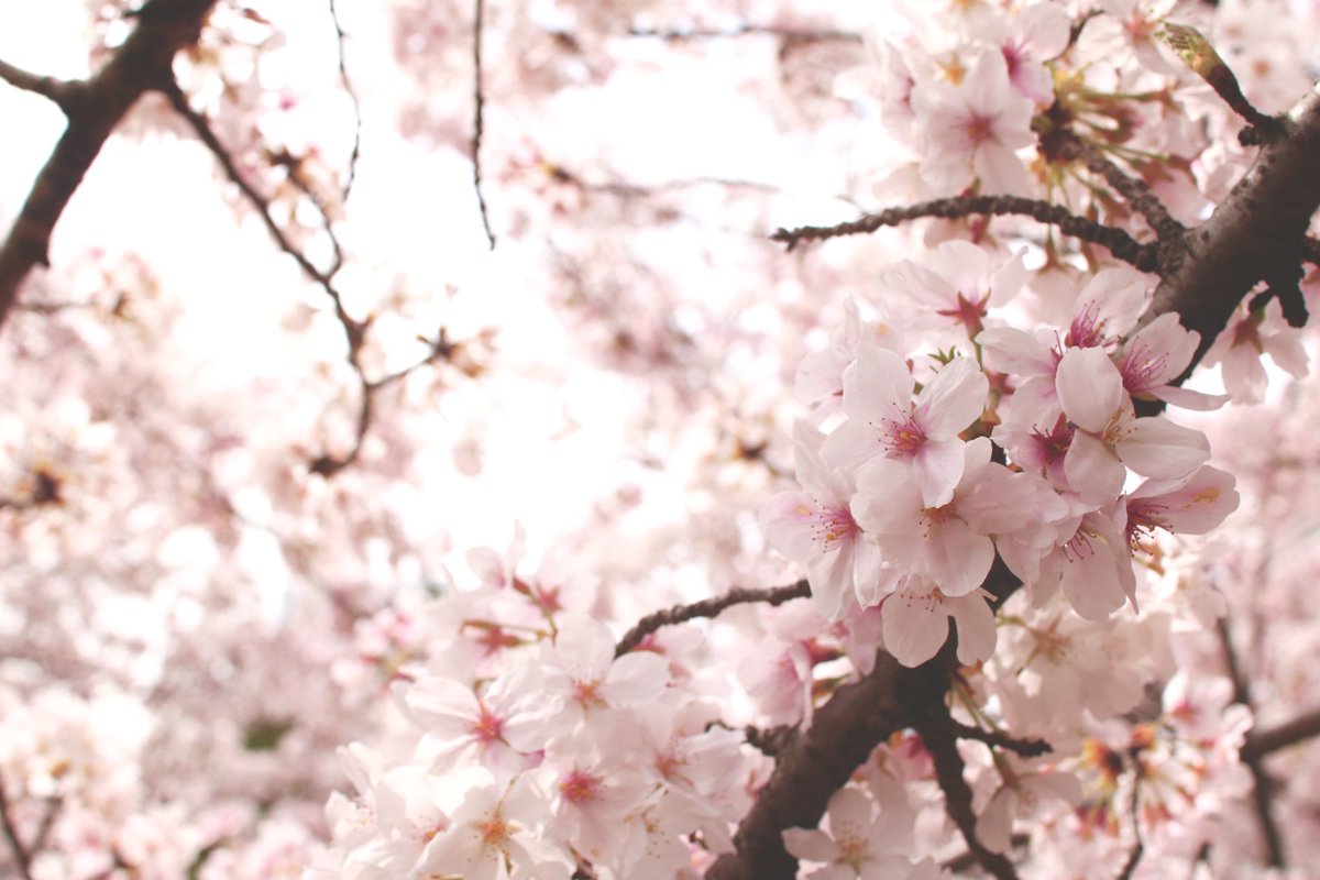 「ソメイヨシノが終わりかけて、八重が咲きはじめてて本格的に春が来た!!って感じる 」|Chico🍎のイラスト