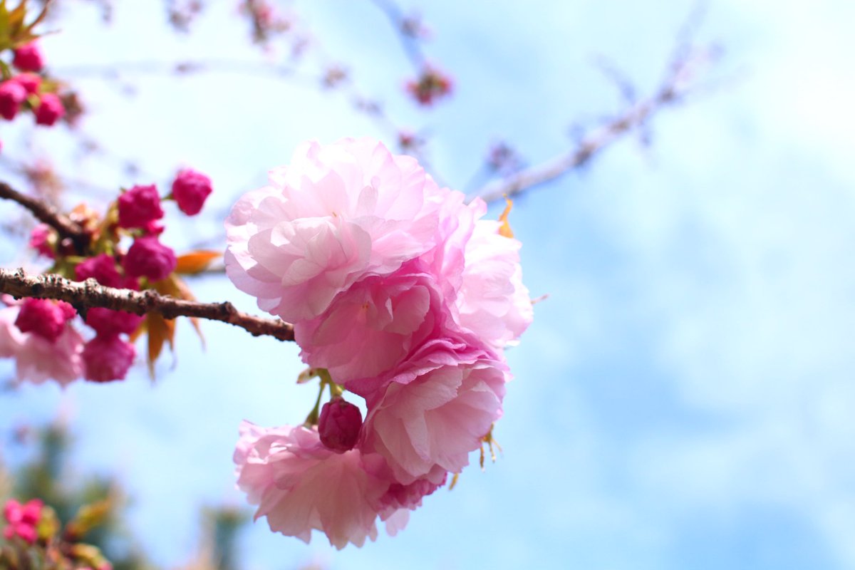 「ソメイヨシノが終わりかけて、八重が咲きはじめてて本格的に春が来た!!って感じる 」|Chico🍎のイラスト