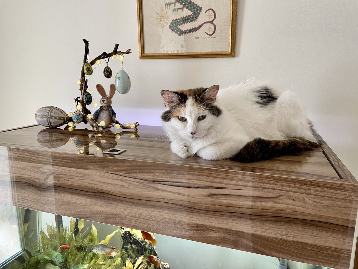 The female hominid has put this clutter (for Easter, apparently) on top of my sushi bar and had the audacity to tell me “NO!” when I tapped an egg. As soon as she stops watching me, the rabbit gets it!  #cats #CatsOfTwitter #Easter #EasterBunny