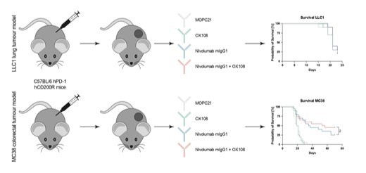 IMTadvances's tweet photo. Our latest article explores the potential of a combination #immunotherapy comprising #Nivolumab, a clinically approved #PD1 blocking antibody, &amp; OX108, a CD200R antagonist, in mouse models for colorectal &amp; lung #cancer

Explore the results ➡️https://t.co/iRDjWIan1b https://t.co/8lkqCfwusw