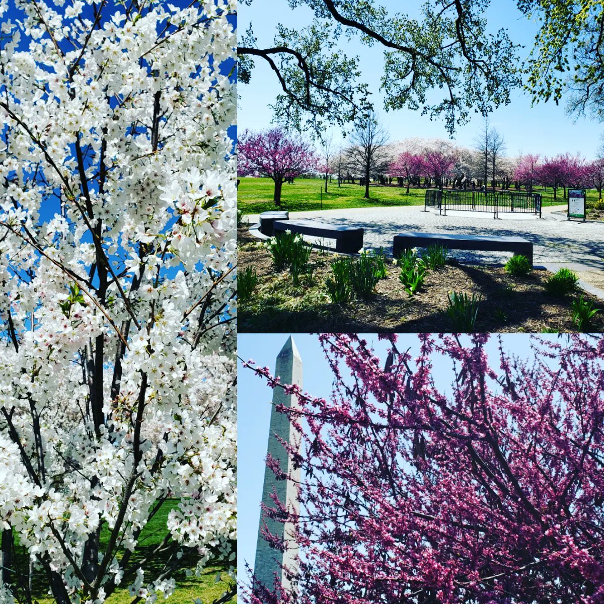 TeallNP's tweet photo. Happy to be attending #NAPForum2023 while the #cherryblossoms are in bloom in #WashingtonDC! https://t.co/5kb9OsUL7p