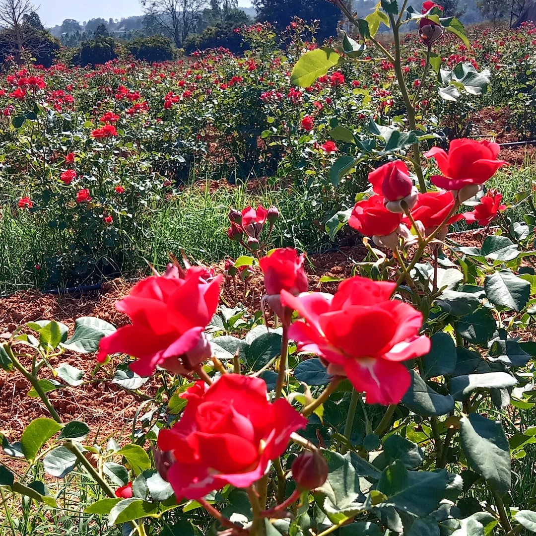 A stunning sight indeed! Rose fields treated with our patented solution 

#Fertileader Elite has resulted in an abundance of flower buds, a mesmerizing display of vibrant colors, and larger blooms than before.