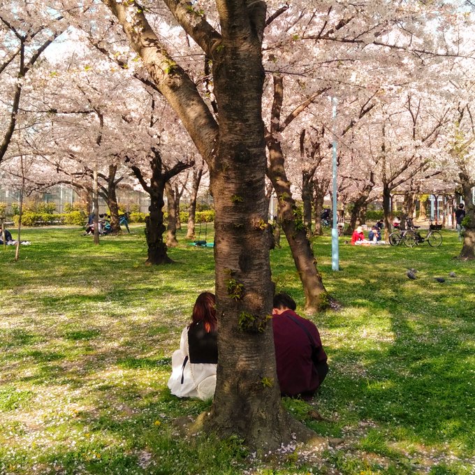 今日の城北公園はなんだか秒速5センチメートルみたいな風に舞う桜の中で歩けてとても良かったな。 