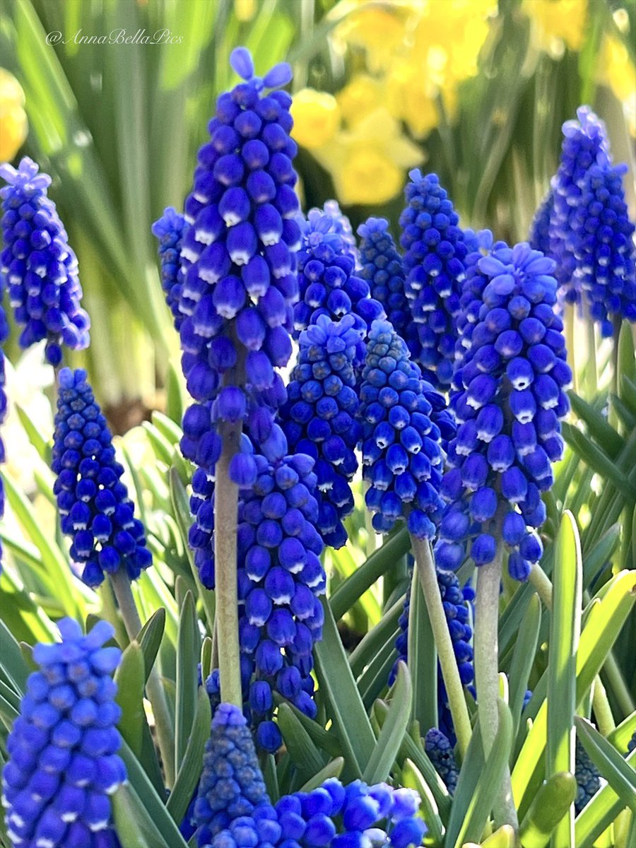 AnnaBellaPics's tweet photo. Spring blues💙🌿 Wishing you all a happy Friday and a wonderful weekend🌼 #gardening #flowers https://t.co/oTuyRS9uw7