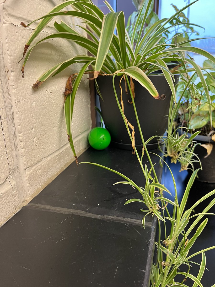 Susan Anderson tweet media