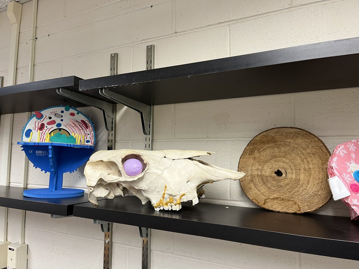 Susan Anderson tweet media