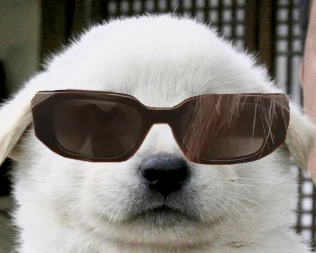 damaiaru's tweet photo. 😎🐶 https://t.co/1pdo3gxlcF