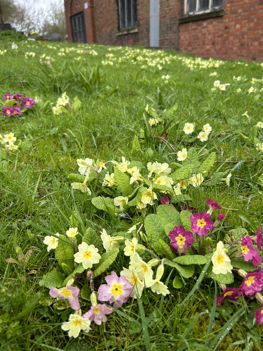 StPetersCradley's tweet photo. A wet morning, but signs of #spring in the churchyard - take a stroll round between raindrops and breathe a little hope and beauty https://t.co/uUkbqs6FDO