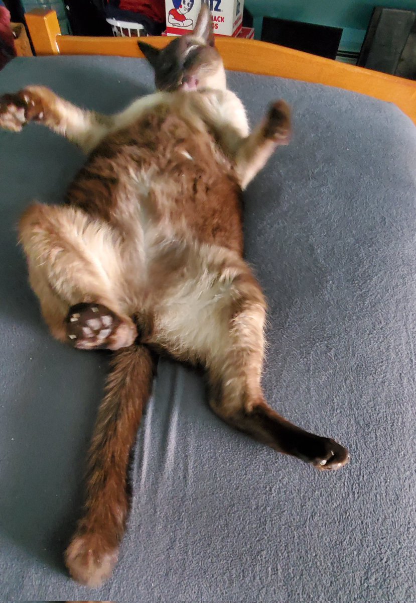 Good morning from the silly brown cat washing himself.