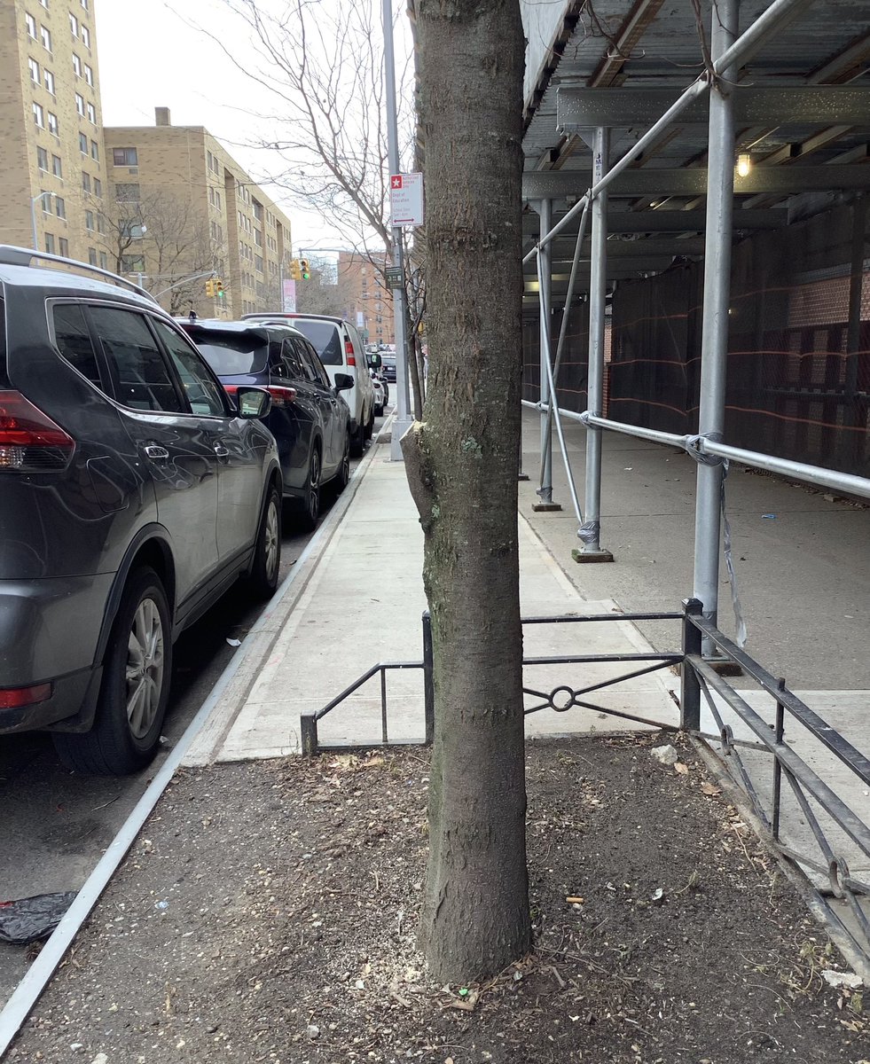 BaxterHogan's tweet photo. #Bronx #pruned

#streetTrees #TreesofNYC #trees #NYC
#treeBeds #treeEquity  
#UrbanCanopy #stewardship
#BLTrees #CitizenPruner

@TreesNewYork 
@NYCGreenThumb
@milliontrees
@arborday 
@NYCParks
@nyctreescount 

#ThornlessHoneyLocust
#GleditsiaTriacanthosVarinermis https://t.co/9GfNEhHRCq