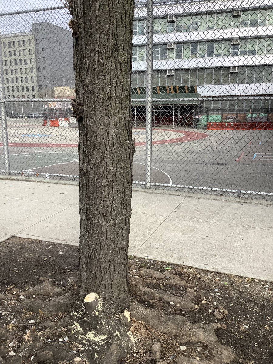 BaxterHogan's tweet photo. #Bronx #pruned

#streetTrees #TreesofNYC #trees #NYC
#treeBeds #treeEquity  
#UrbanCanopy #stewardship
#BLTrees #CitizenPruner

@TreesNewYork 
@NYCGreenThumb
@milliontrees
@arborday 
@NYCParks
@nyctreescount 

#ThornlessHoneyLocust
#GleditsiaTriacanthosVarinermis https://t.co/9GfNEhHRCq