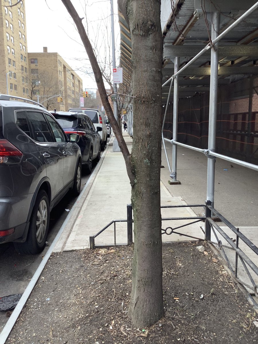 BaxterHogan's tweet photo. #Bronx #pruned

#streetTrees #TreesofNYC #trees #NYC
#treeBeds #treeEquity  
#UrbanCanopy #stewardship
#BLTrees #CitizenPruner

@TreesNewYork 
@NYCGreenThumb
@milliontrees
@arborday 
@NYCParks
@nyctreescount 

#ThornlessHoneyLocust
#GleditsiaTriacanthosVarinermis https://t.co/9GfNEhHRCq