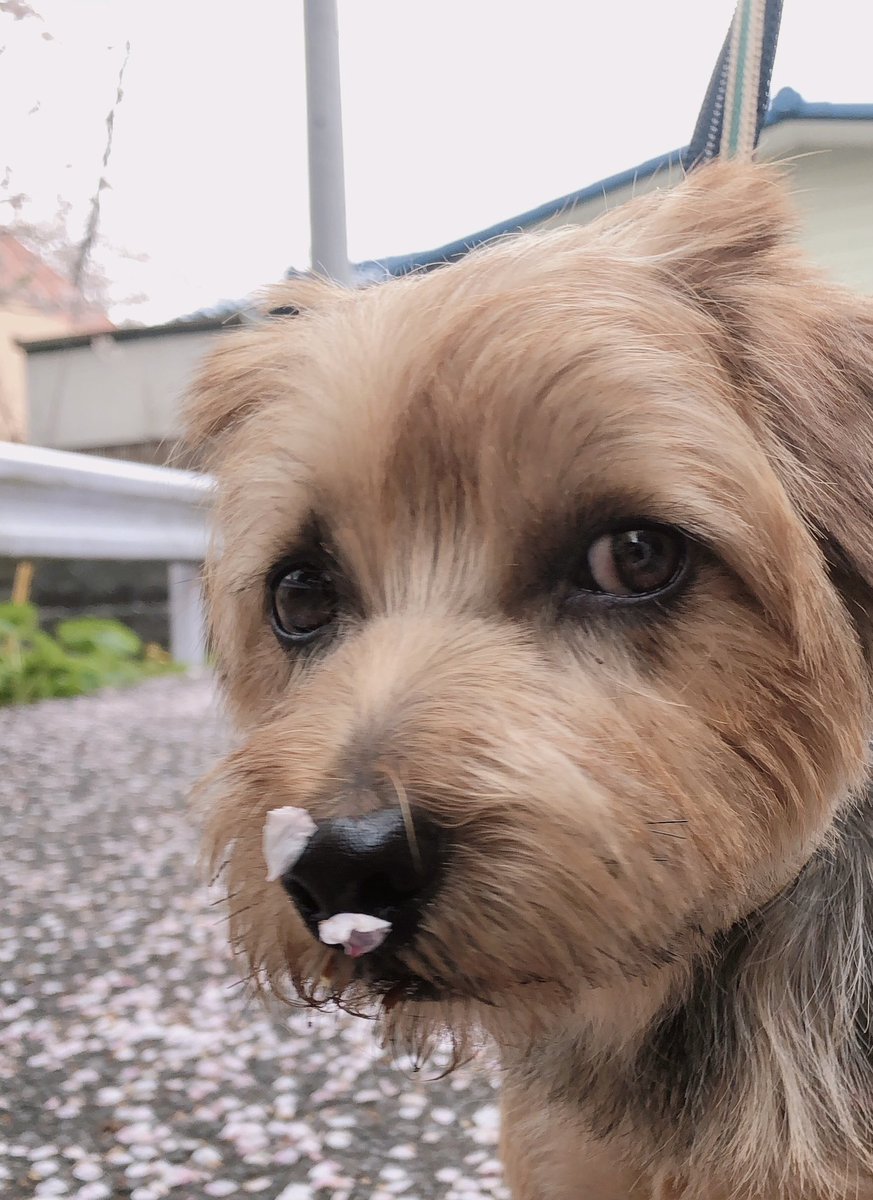 chubbydesu75's tweet photo. みんな桜の花つけがちだわんね🐶🌸？

#犬のいる暮らし https://t.co/qFY0WRpVVK