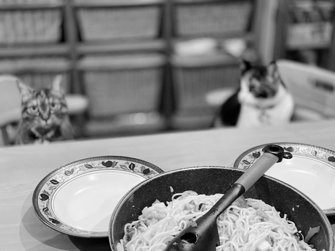 お猫さまは食べられないね？お猫さまはちゅ〜るだね？😸#写真#モノクローム#私に見えるモノクロ風景#猫#姉妹猫#席に着く 