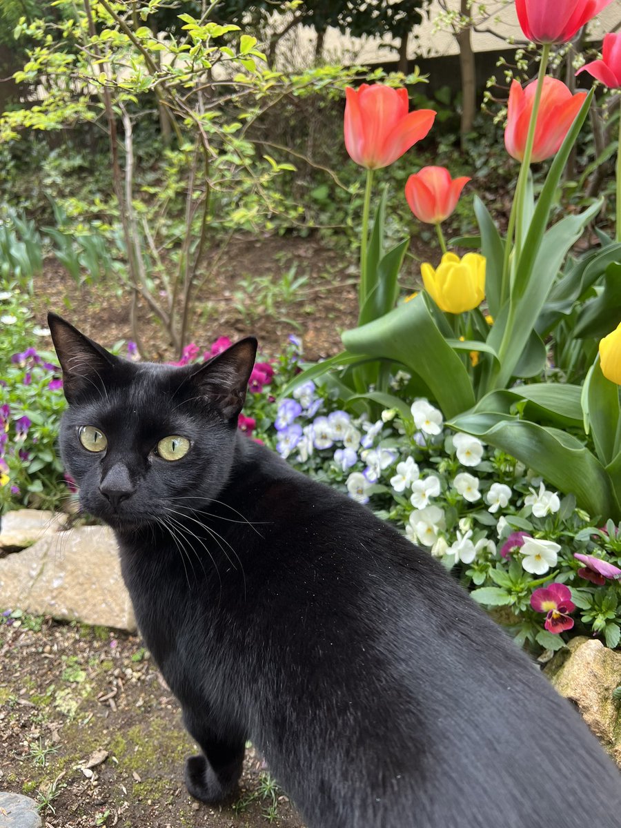 katzenbruder's tweet photo. Welcome to our garden 🐈⬛🌷
#ねこ #猫 #cat #kazte #チューリップ #tulips #花 #Flowers #garden #春の庭 https://t.co/q0JV6AN8kZ