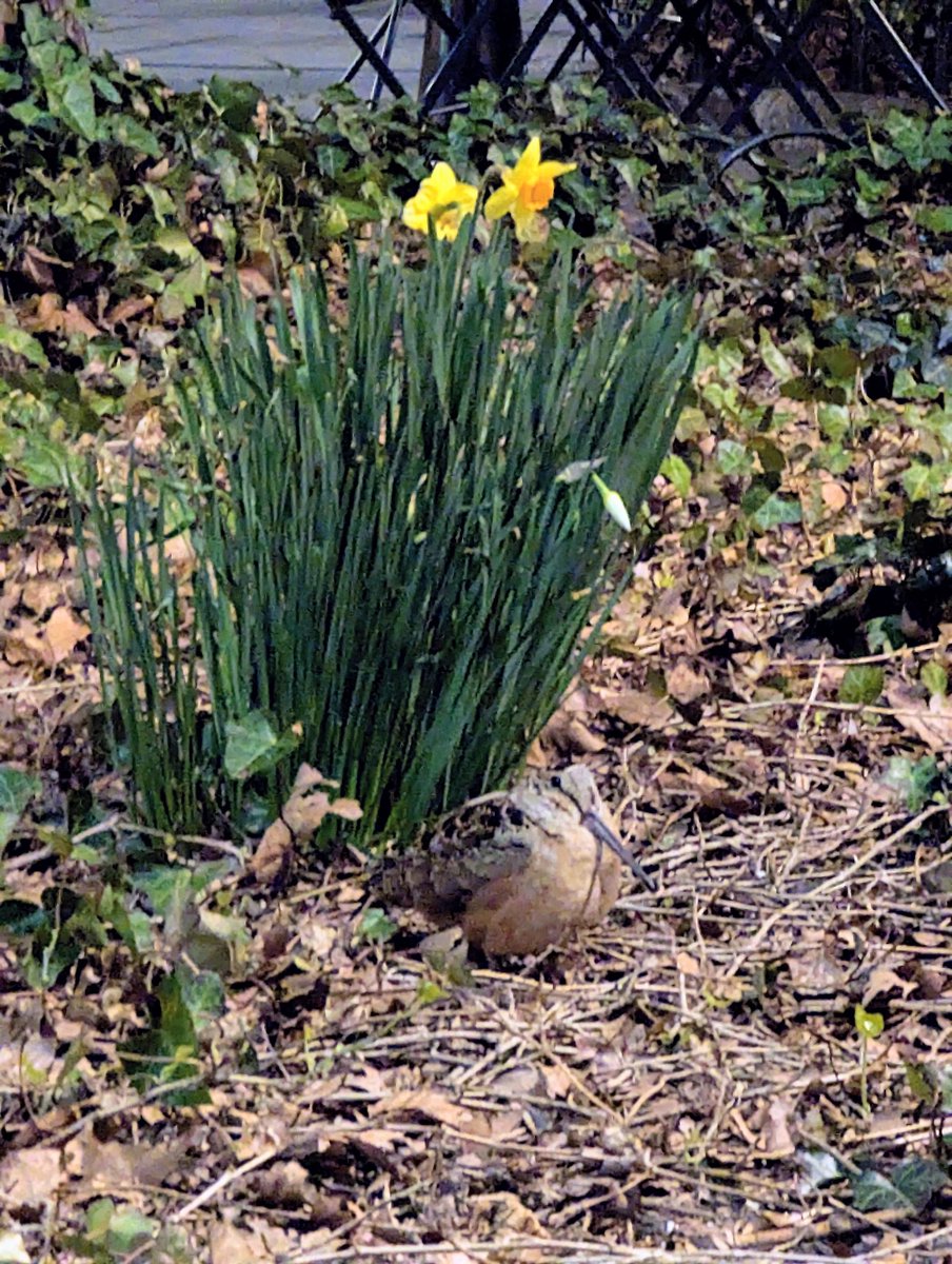 ClimateAbility's tweet photo. Awesome to see my first American Woodcock in Bryant Park yesterday evening. The most fun thing about watching them is knowing that they are watching you with their 360 vision! 😅 #birdcp #birdcpp #BirdingNYC #nature #naturenyc https://t.co/3qi6TPp490