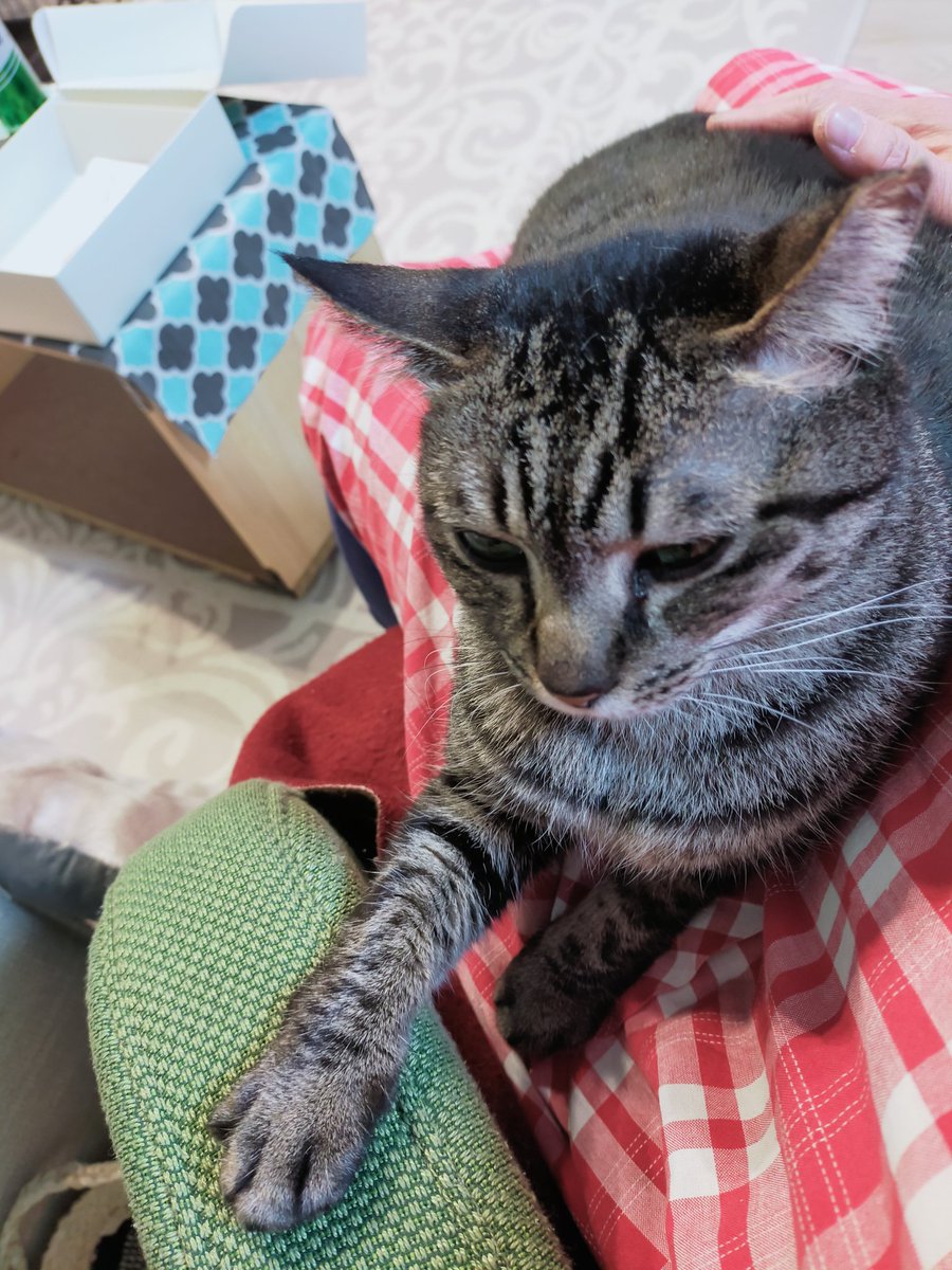 musamip's tweet photo. ニコちゃんも椅子の肘掛けを使います。#奄美ノネコ #保護猫ルームWASAO #helpthecats https://t.co/0XV1GMU36t