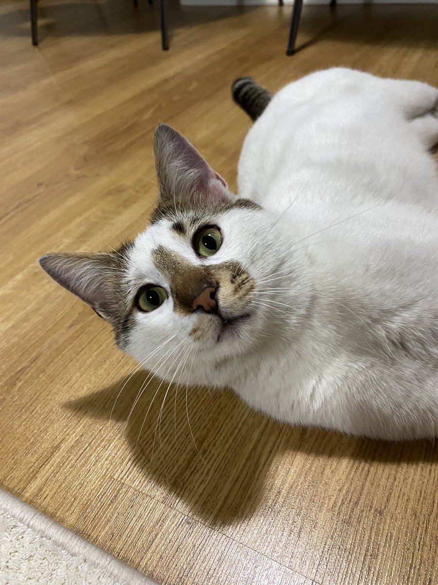 Sevilme delisi gıdıklı bey yuva arıyor🙏🏻 Bursa