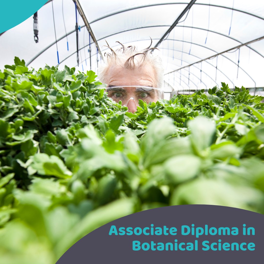 In depth botanical science diploma. Start when suits you. Online course. acsedu.co.uk/Courses/Scienc… #botanicalscience #botany #botanicgarden #botanist
#learn #learnonline #onlinetraining #selfpaced #homestudy #studyanywhere #acsdistanceeducation #microcredentials #onlinetutoring