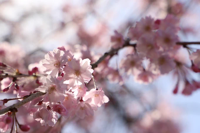 こんなに美しい枝垂れ桜に囲まれて、どうする家康。#写真好きな人と繋がりたい #桜2023 #名古屋城 
