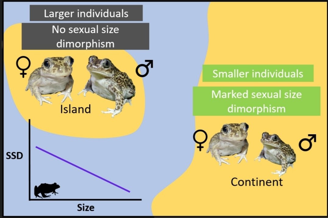 Léa Lorrain-Soligon (@lsoligon) on Twitter photo Very happy to share our new article in which we connected two global rules - Island rule and Rensch’s rule - in insular amphibians, now published in <a href="/Oikos_Journal/">Oikos</a> 🐸🏝️
onlinelibrary.wiley.com/doi/10.1111/oi…
<a href="/Ecophy_CEBC/">Ecophy</a> <a href="/CEBC_ChizeLab/">CEBC/ChizéLab</a> <a href="/UnivLaRochelle/">La Rochelle Université</a> @INEE_CNRS Very happy to share our new article in which we connected two global rules - Island rule and Rensch’s rule - in insular amphibians, now published in <a href="/Oikos_Journal/">Oikos</a> 🐸🏝️
onlinelibrary.wiley.com/doi/10.1111/oi…
<a href="/Ecophy_CEBC/">Ecophy</a> <a href="/CEBC_ChizeLab/">CEBC/ChizéLab</a> <a href="/UnivLaRochelle/">La Rochelle Université</a> @INEE_CNRS