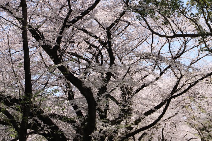 美しい墨汁画のような枝ぶりの桜。#写真好きな人と繋がりたい #桜2023 #名古屋城 