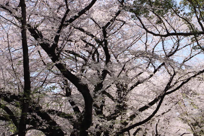 美しい墨汁画のような枝ぶりの桜。#写真好きな人と繋がりたい #桜2023 #名古屋城 