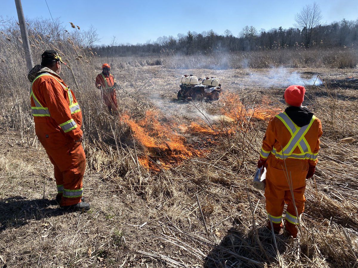 LSPCG's tweet image. The weather cooperated with us and the controlled burn in the L Lake wetland went ahead. It sure was satisfying to see! Conditions in some parts of the project area prevented burning but a lot of it was further rolled. Kudos to project partners, &amp;amp; contractor Wildfire Specialists.