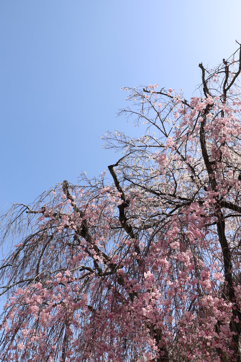 「こんなに美しい枝垂れ桜に囲まれて、どうする家康。#写真好きな人と繋がりたい #桜」|みやたみほ｜グラフィックデザイナー｜キャラクターデザイナー｜キビグラフィカ｜のイラスト