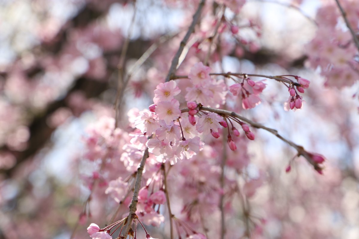 「こんなに美しい枝垂れ桜に囲まれて、どうする家康。#写真好きな人と繋がりたい #桜」|みやたみほ｜グラフィックデザイナー｜キャラクターデザイナー｜キビグラフィカ｜のイラスト