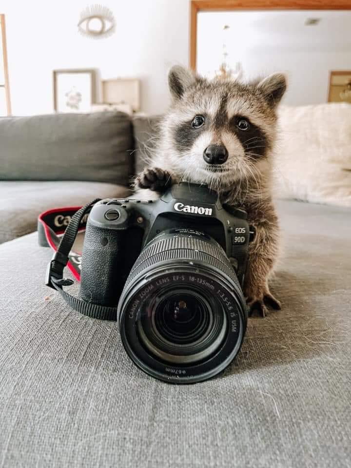 raccoonhourly's tweet photo. https://t.co/aGYsJrbfZ6