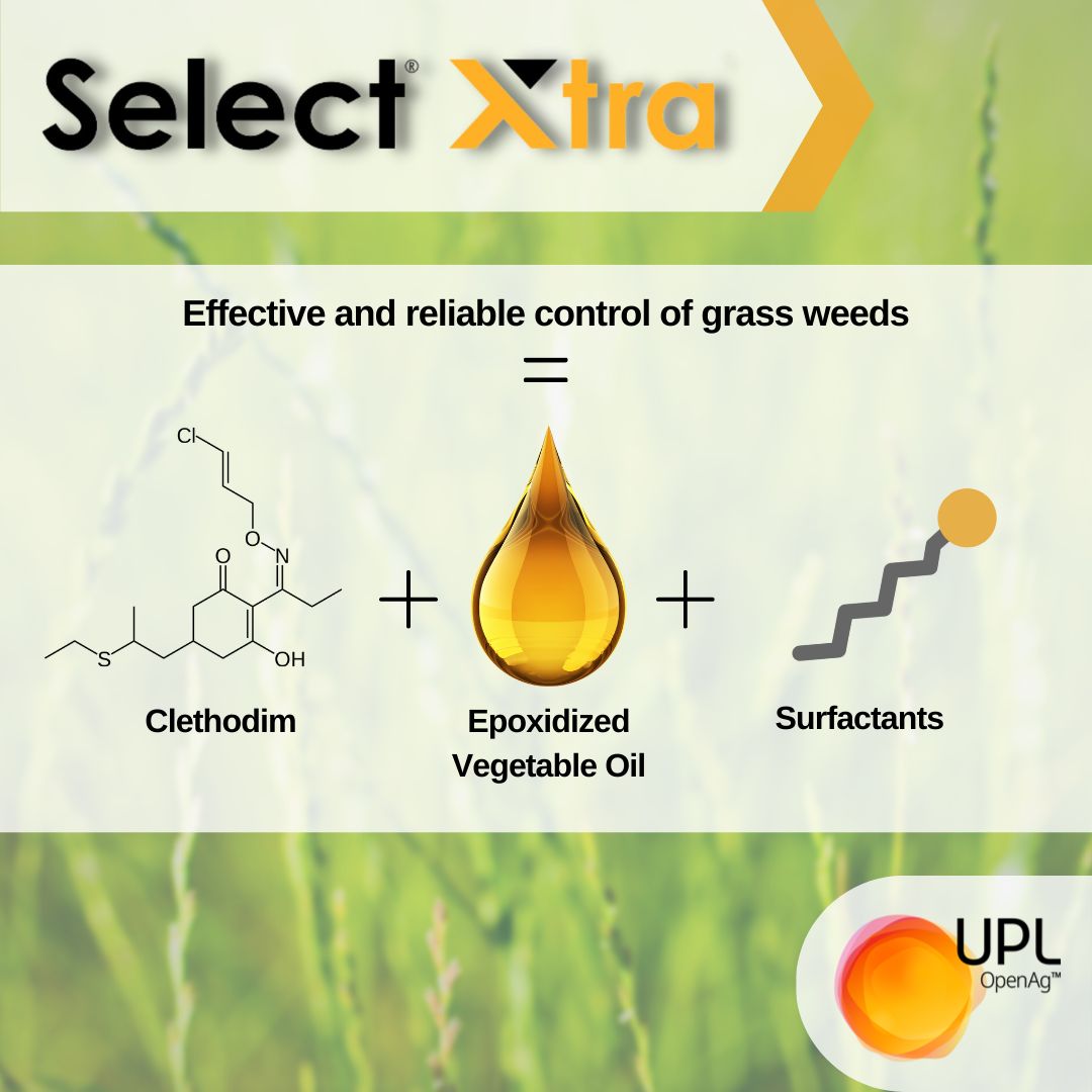 UPLAUSLtd's tweet photo. 🌾Say goodbye to stubborn #ryegrass #weeds with Select® Xtra from #UPL.

Clethodim herbicide➕Epoxidized vegetable oil➕surfactants🟰effective &amp; reliable control of grass weeds.

Learn more👉 https://t.co/4kbco5WRBx

#UPL #OpenAg #SelectXtra https://t.co/y8eOTEj1gh
