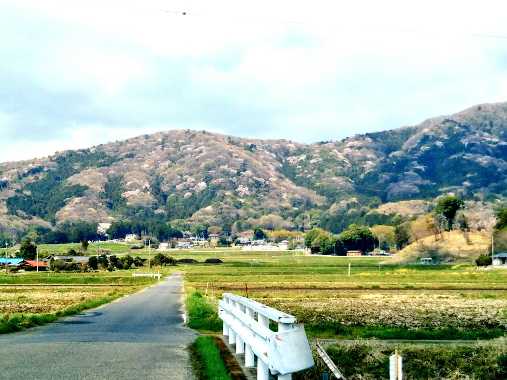 anannda21's tweet photo. 常よりも春辺になれば桜川 波の花こそ間なく寄らすらめ🌸紀貫之   桜川市内の山には約55万本の山桜が自生しているそうです。これが里山の元風景ですか。 https://t.co/ontqyDwuHP