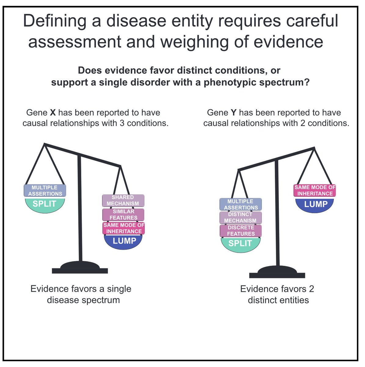 In our JC today, Vincent Strehlow 🗣️ about the 2022 @ClinGenResource 📜 to guide ‘‘lumping & splitting’’ decisions. Thaxton et al. @ontowonka @HeidiRehm 4⃣ key criterias: assertion, molecular mechanism, phenotypic expressivity & inheritance pattern. 👇 sciencedirect.com/science/articl…