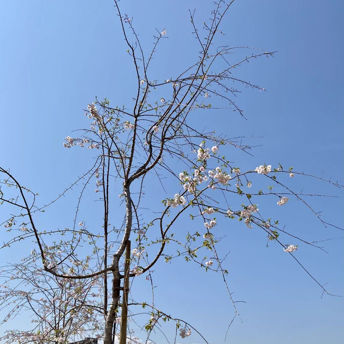 桜桜全体的にまだ植えて新しいのでよわよわケーキ屋で買った桜 